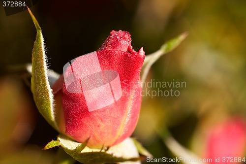 Image of rosebud in the morning