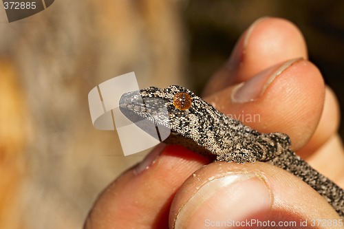 Image of strophurus intermedius