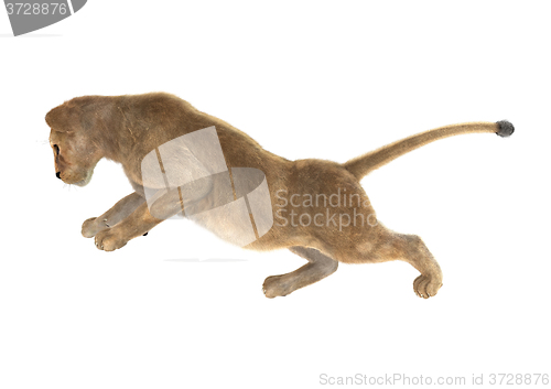 Image of Female Lion on White