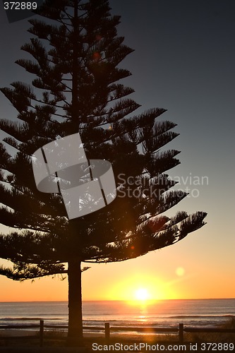 Image of sunset pine tree