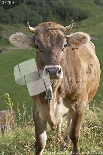 Image of Cow