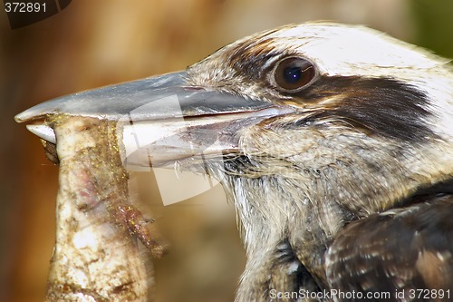 Image of kookaburra eating meat