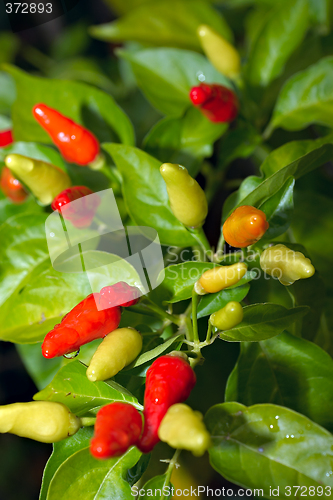 Image of chillis on a bush