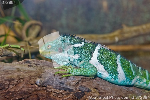 Image of green iguana