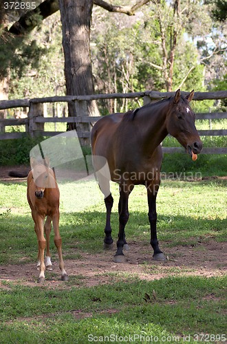 Image of was that you? horse and foal