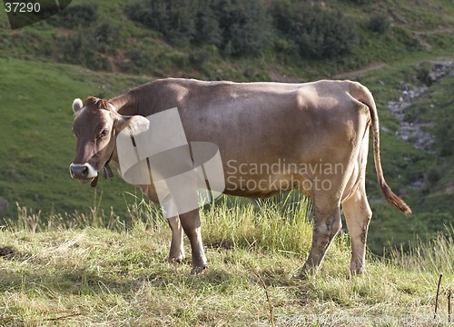 Image of Cow