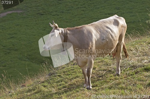 Image of Cow