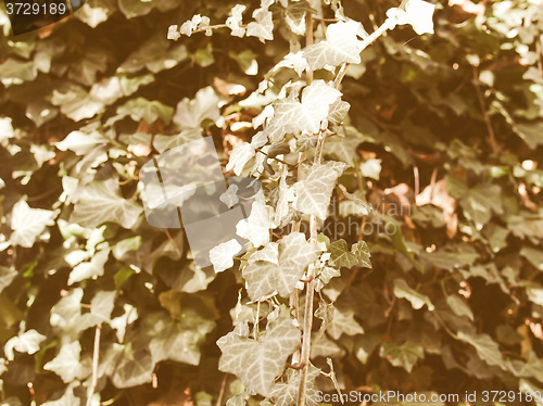 Image of Retro looking Ivy picture