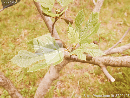 Image of Retro looking Fig tree leaf