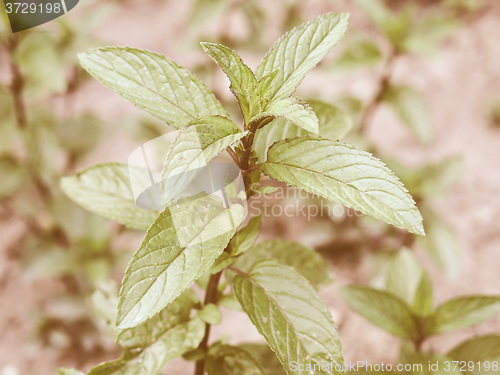 Image of Retro looking Peppermint