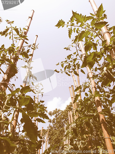 Image of Retro looking Tomato plants