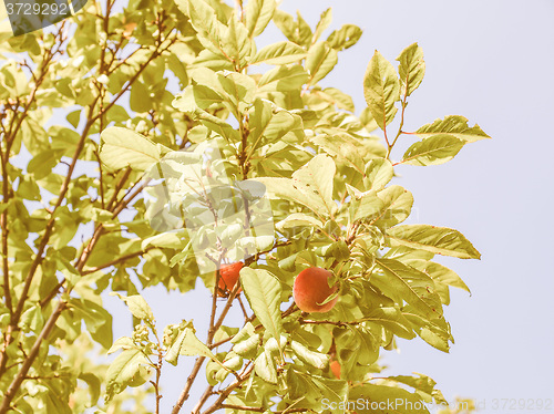 Image of Retro looking Prunus leaf