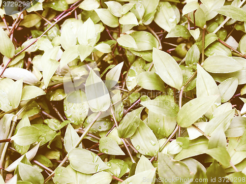 Image of Retro looking Foliage picture