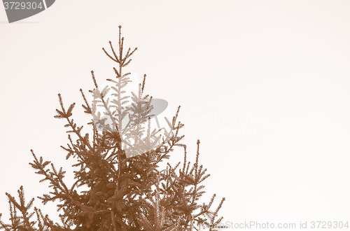 Image of Retro looking Pine tree