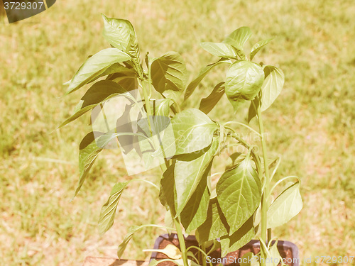 Image of Retro looking Plug pepper plant