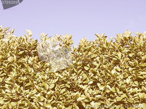 Image of Retro looking Hedgerow picture