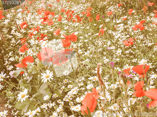 Image of Retro looking Papaver flower