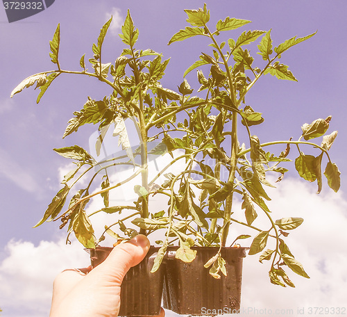 Image of Retro looking Plug tomato plant