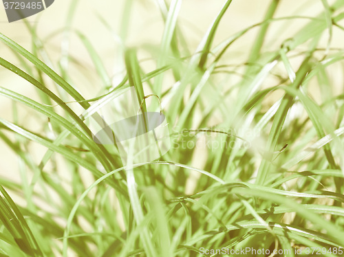 Image of Retro looking Grass meadow weed