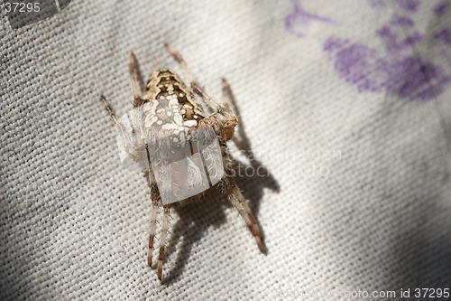 Image of Spider