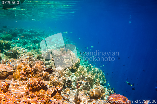 Image of Tropical Coral Reef.