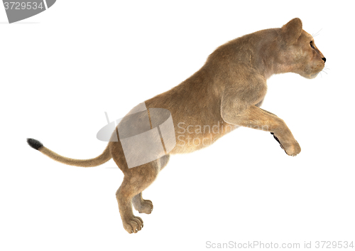 Image of Female Lion on White