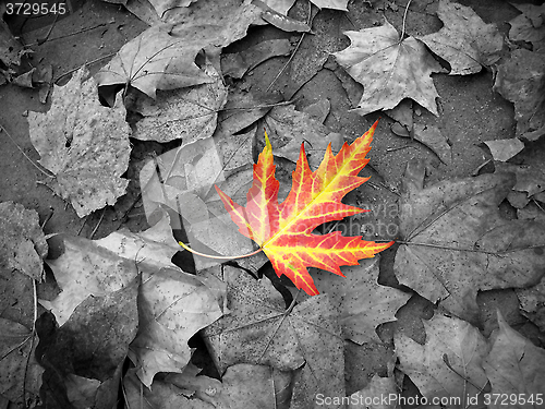 Image of Bright autumn leaf