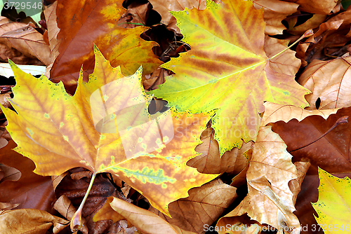 Image of Bright autumn maple foliage