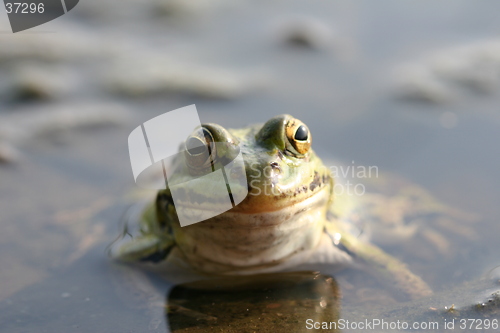 Image of Pretty Toad