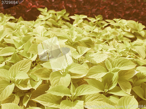 Image of Retro looking Coleus Nettle plant