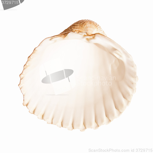 Image of  Shell picture vintage