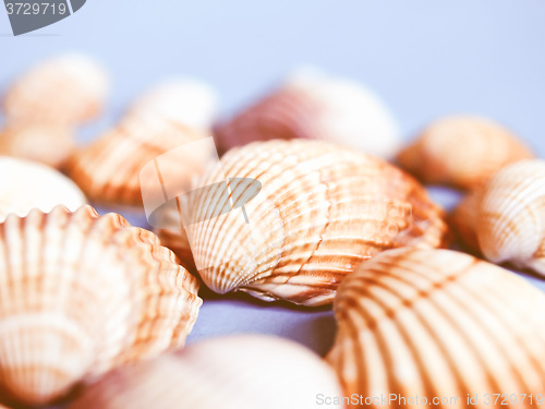 Image of  Shells vintage