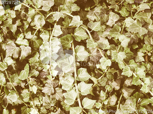 Image of Retro looking Ivy