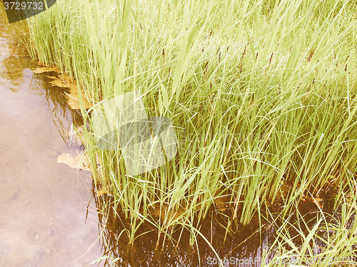 Image of Retro looking Pond grass