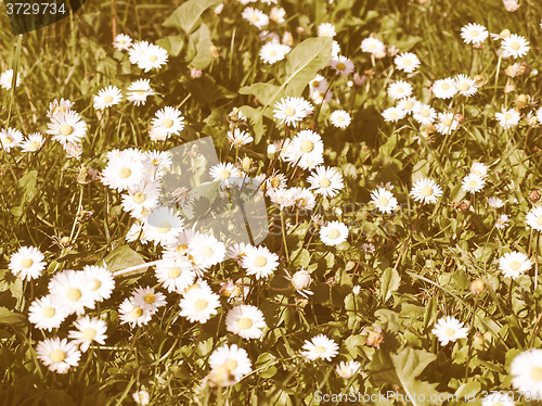 Image of Retro looking Daisy picture