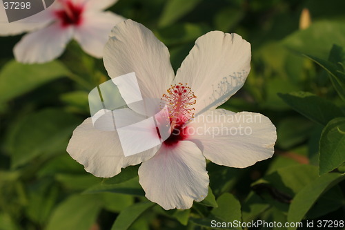 Image of Blooming white