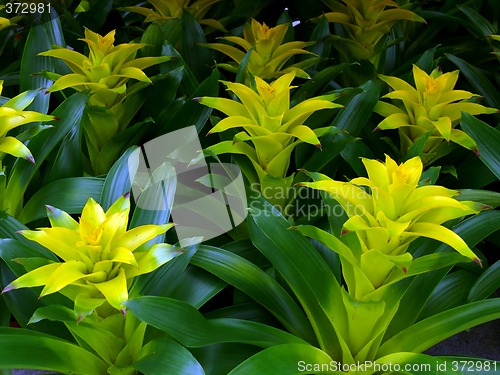 Image of Guzmania