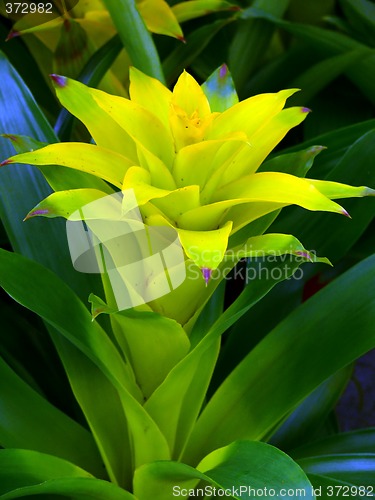 Image of Guzmania
