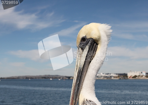 Image of San Diego Pelican