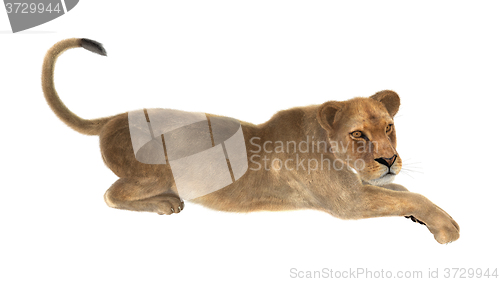 Image of Female Lion on White