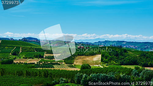 Image of Chianti vineyard landscape 