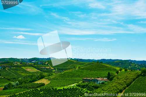 Image of Chianti vineyard landscape 