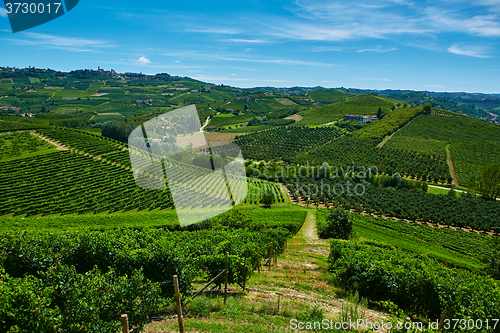 Image of Chianti vineyard landscape 