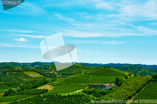 Image of Chianti vineyard landscape 