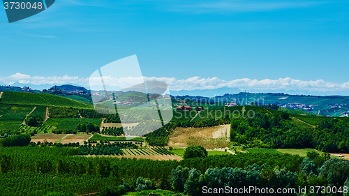 Image of Chianti vineyard landscape 