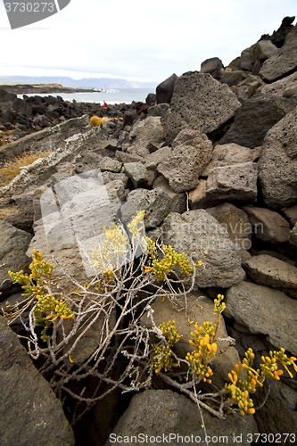 Image of flower abstract pond water coastline salt in  lanzarote 