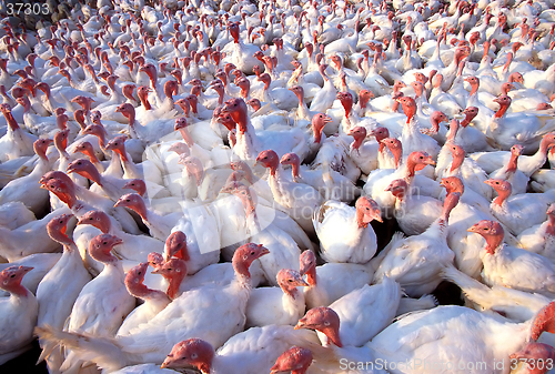 Image of Turkey Farm
