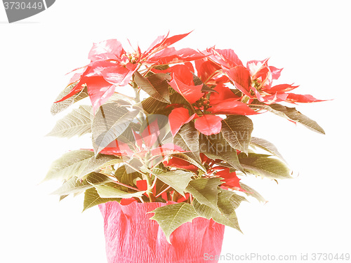 Image of Retro looking Poinsettia