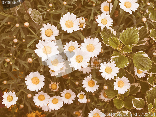 Image of Retro looking Daisy flower