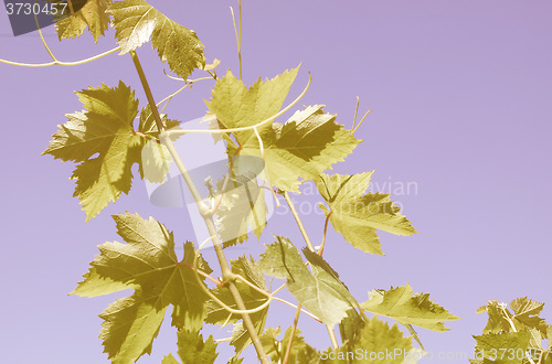 Image of Retro looking Grapevine vitis